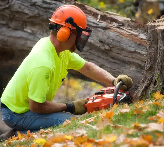 tree services Fort Jennings